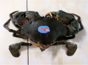 Cua Y5 (Cua thịt)